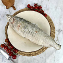 Пелядь свежемороженая, вылов 2025