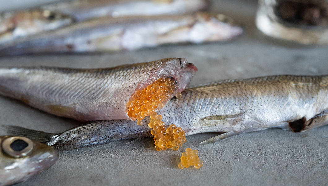 Тугунок слабосоленый