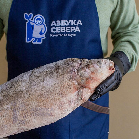 Чир отборный свежемороженый 2,5 - 3,5 кг