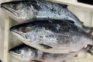 Сима свежемороженая вылов 2023 г.