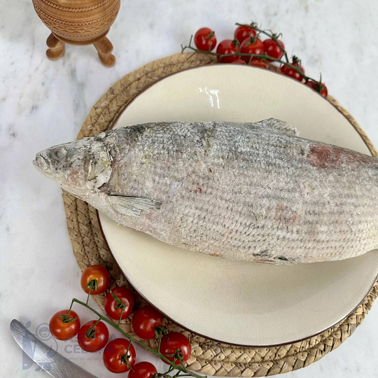 Пелядь свежемороженая, вылов 2025