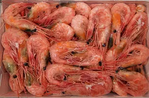 Креветка северная 60/80