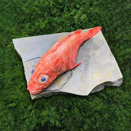 Окунь Кинки
