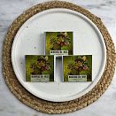 Живой шоколад на меду с земляникой