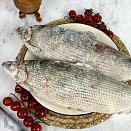 Пелядь свежемороженая, вылов 2025