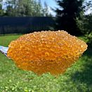 Икра северной щуки